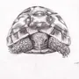 Черепаха рисунок сверху