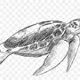 Морская Черепаха Рисунок