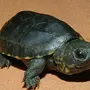 Черепахи С Названиями