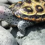 Черепахи с названиями