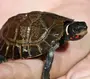 Черепахи С Названиями
