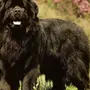 Ньюфаундленд Порода Собак