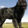 Ньюфаундленд порода собак
