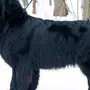 Ньюфаундленд порода собак