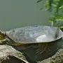 Дальневосточная черепаха