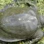 Категория Черепахи