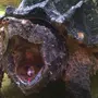 Грифовая черепаха