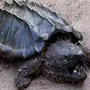Грифовая черепаха