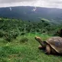 Галапагосская Черепаха