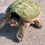 Черепахи из мультика