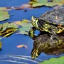 Водная черепаха