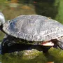 Водная Черепаха