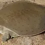Мягкотелая черепаха