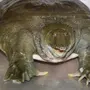 Мягкотелая Черепаха