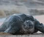 Кожистая черепаха