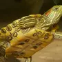 Красноухие Черепахи