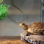 Красноухие Черепахи