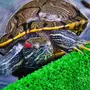 Красноухие черепахи