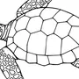Черепаха в воде рисунок