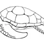 Черепаха В Воде Рисунок