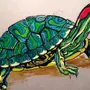 Красноухая Черепаха Рисунок
