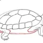 Красноухая черепаха рисунок