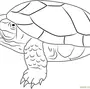 Красноухая Черепаха Рисунок