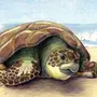 Панцирь Черепахи Рисунок