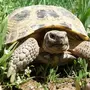 Сухопутные черепахи