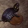 Мускусная Черепаха