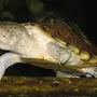Мускусная черепаха