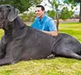Фотки самых больших собак в мире