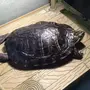 Большые красноухие черепахи