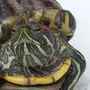 Черепаха В Спячке