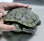 Черепаха в спячке