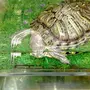 Черепаха В Спячке