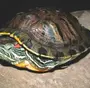 Черепаха в спячке
