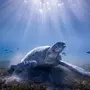 Черепахи В Воде
