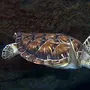 Черепаха бисса