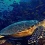 Черепаха Бисса