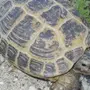 Среднеазиатская Черепаха