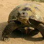 Среднеазиатская Черепаха