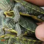 Как определить пол красноухой черепахи