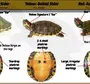 Как Определить Пол Красноухой Черепахи