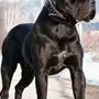 Итальянская Порода Собак Кане Корсо