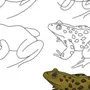 Простой рисунок лягушки