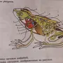Строение лягушки рисунок