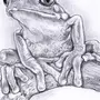 Легкий рисунок лягушки