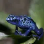 Голубая Лягушка
