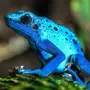 Голубая лягушка